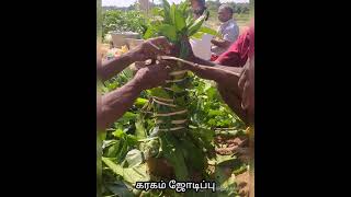 கரகம் ஜோடிப்பு | Mariamman | temple | festival | tamilnadu | kalumalam