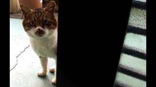 半野良猫カンベエを紹介