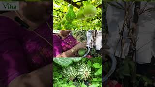 எங்கள் மொட்டை மாடி தோட்டத்தில் சொம்பு சுரைக்காய் | Anitha Pushpavanam Kuppusamy Terrace Garden Vlog