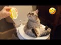 Funniest Animals 2023 😂 Funny Cats and Dogs Videos 😺🐶 Part 524