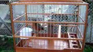 Fire-red caged songbird Guyana