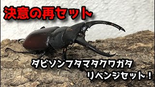 【ダビソンフタマタクワガタ】リベンジ産卵セット！【ぴぴんap】