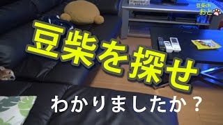 「豆柴を探せ！」豆柴おとちゃんのかくれんぼ、見つけれるかな？（第62話) mameshiba💗shibainu🐶