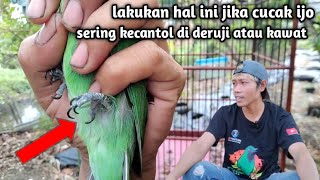 Cara memotong kuku cucak ijo yang sering ke cantol