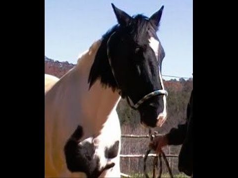 How to make a simple rope halter. How to make a simple rope halter.