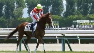 レッドエルザ　in 京都競馬場　at 2013.5.18.