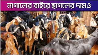 নাগালের বাইরে ছাগলের দাম । High price of qurbani goats| চিটাগং লাইভ। Chittagong Live||