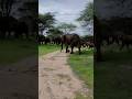 elephants troop in Tarangire national park Tanzania