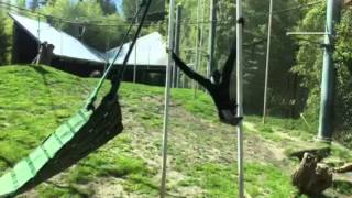 Swinging siamang ape monkey