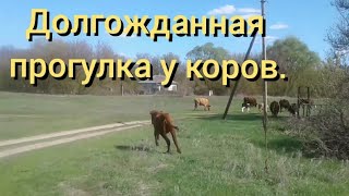 Первая прогулка коров после зимы.