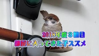 部屋に入ってきた子チュンのビックリ行動！