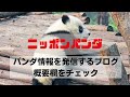 レイレイ u0026マヌルネコの赤ちゃん 一般公開開始 上野動物園 giant panda lei lei japan