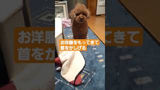 高齢犬の日常🐶要求の仕方が(笑)#シニア犬 #トイプー #でかプー #ダイソー散歩用の服最高