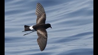 Pelagic birding off Cape Hatteras aboard the Stormy Petrel II (Ep 6).