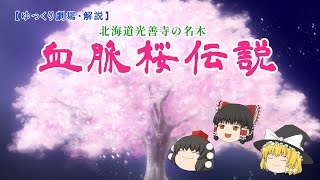 ちょっぴり切ない『血脈桜伝説』～北海道光善寺の名木にまつわる話～【ゆっくり劇場】前半・【ゆっくり解説】後半