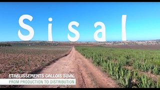 Sisal fibre - Documentary