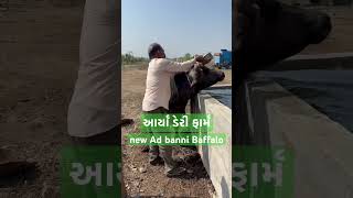 બની ભેંશ લાવ્યા || New added in aarya dairy farm || bunni bhensh #bunny  #buffalo