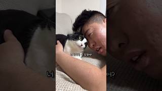 기존쎄 고양이 #shorts #shortvideo #고양이 #시트콤