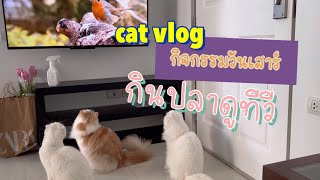 𝙰𝚠𝚠𝚠𝚏𝚕𝚞𝚏𝚏𝚢 #catvlogꊞ˖*ˑ ⋆｡˚🪞⌇ตีพุงดูทีวีและกินปลา