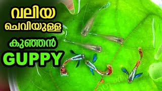 വലിയ ചെവിയുള്ള കുഞ്ഞൻ ഗപ്പി Short Body Chilly Mosaic Big Ear Guppy