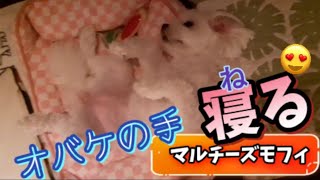 マルチーズモフィ33🐶【寝姿】脱力してくつろぎながら寝るモフィがとっても可愛い❤