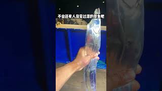 你见过活带鱼吗？拿走银光闪闪的带鱼！不客气！【宝藏纪实馆】