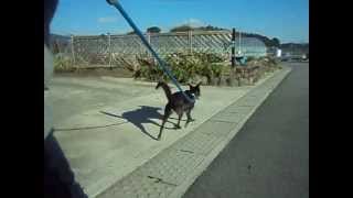 Taking my dog for a walk in Japan 1 （日本で犬の散歩）