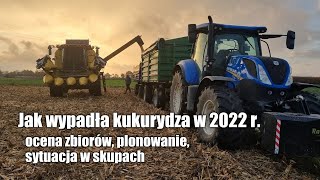 Jak wypadła kukurydza w 2022 r.? Ocena zbiorów, plonowanie, sytuacja w skupach