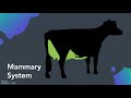 holstein canada s classification system