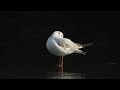 on ice black headed gull first winter plumage preening. lachmöwe