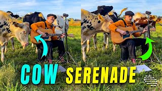 Outdoor Musical Performance Serenading Cows