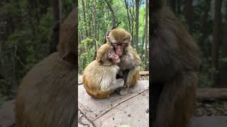 The two brothers are dying monkeys
