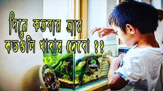 রঙিন মাছ কে দিনে কতবার কতটা পরিমানে খাবার দেবো ? aquarium এর মাছ কে খাবার দেবার নিয়ম কি #rahulsworld