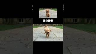 友達の犬の写真から動画作ってみた #ペット #ゴールデンレトリーバーgolden #犬