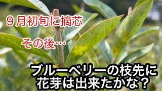 【ブルーベリー】９月初旬に摘芯剪定して花芽が出来るのか検証してみた結果…