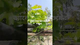 ভ্যালেজ আংগুরের ফুল #আঙ্গুর #grape