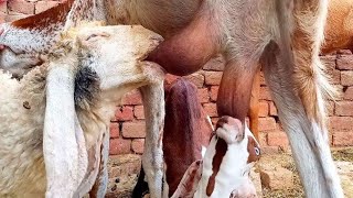 lamb drinking goat milk 🤩