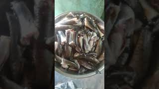 🐠🐋🐟குறவை மீன் குழம்பு 🐠🐋🐟