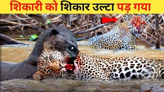 शिकारी को उल्टा पड़ गया शिकार | The hunter turned the hunt upside down |  Animal World