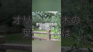 小豆島オリーブ公園をさらに楽しむ方法！世界に1つだけのお守り作り体験#小豆島