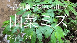 山菜ミズ　誰でも簡単に採れる！