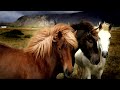 the mongolian breed of horses.the horse on which to ride forever