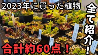 [観葉植物・食虫植物]今年買った植物 合計約60点をすべてご紹介します！