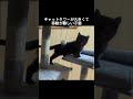 キャットタワーが大きくて移動するのが困難な子猫　 子猫 猫 保護猫 野良猫 猫動画 猫のいる暮らし cat rescuedcat