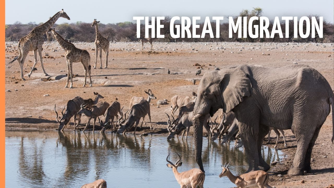 The Greatest Animal Migration Top Documentary Films Top Documentary