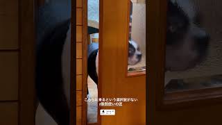 お出迎え犬にはなれない犬　#ボストンテリア #隙間使いの匠