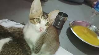 cute kittnes challenge#kitten #cat #funny #cute #amaryadavratnesh #animals #viral #kat