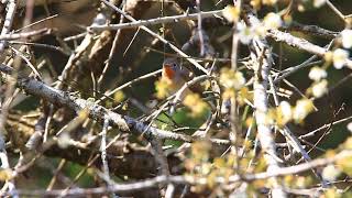 紅胸鶲叫聲, Red-breasted Flycatcher calls