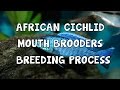 AFRICAN CICHLIDS│MOUTH BROODERS│BREEDING PROCESS