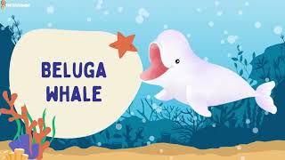 Whales and Sharks | Learn Sea Animals | For Kids